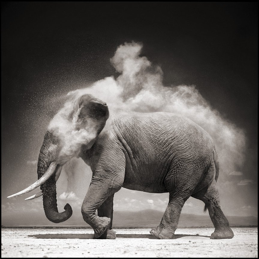 famous wildlife photographer famous wildlife photographer
